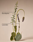 Eucalyptus Lavender Shower Steamers image number null