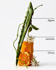 Sweet Orange & Agave 3-Wick Candle image number null