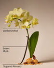 Cozy Vanilla Almond Cleansing Gel Hand Soap image number null