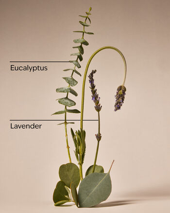 Eucalyptus Lavender Body Wash and Foam Bath Body Wash and Foam Bath