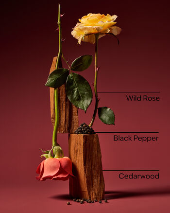 Nocturnal Rose Wallflowers Fragrance Refill Wallflowers Fragrance Refill
