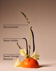 Sweet Orange Blossom Gentle & Clean Foaming Hand Soap image number null