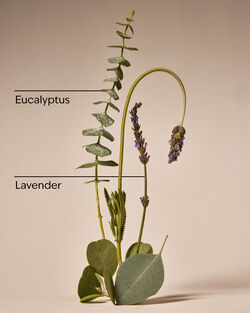 Eucalyptus Lavender Hand Cream image number null