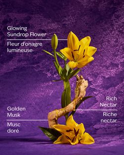 Rapunzel Wallflowers Fragrance Refill image number null