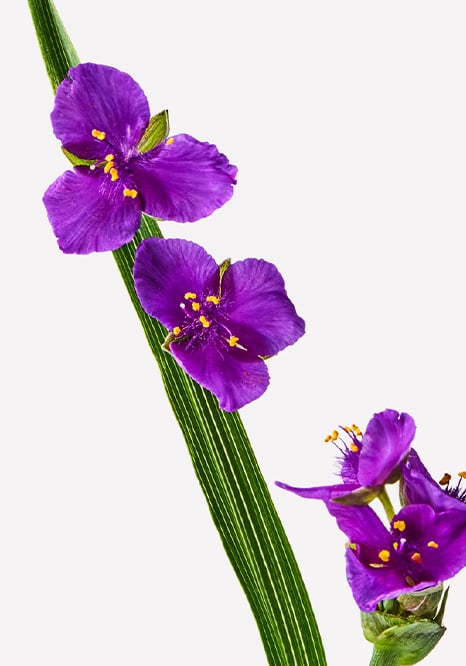 Purple violet flowers on a green stem